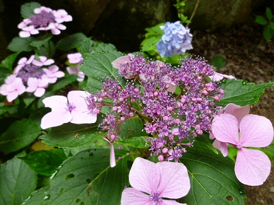 花２