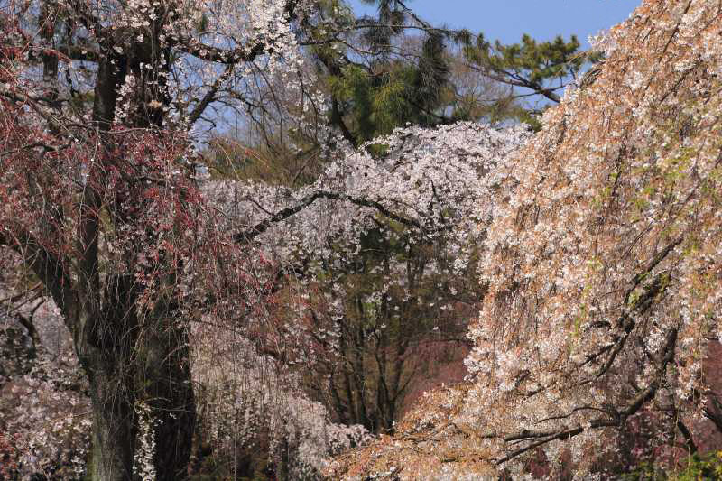京都御苑_004.jpg