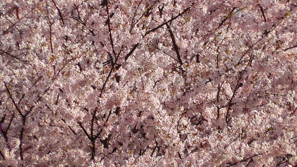 桜　花見　満開