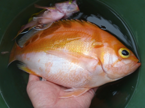 沖縄深海魚採集2014年9月中旬5　アカイサキ（Caprodon schlegelii）
