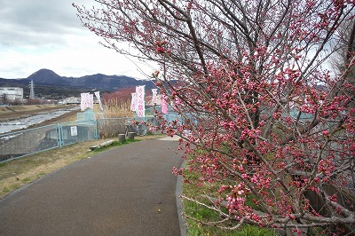 20150308春木桜