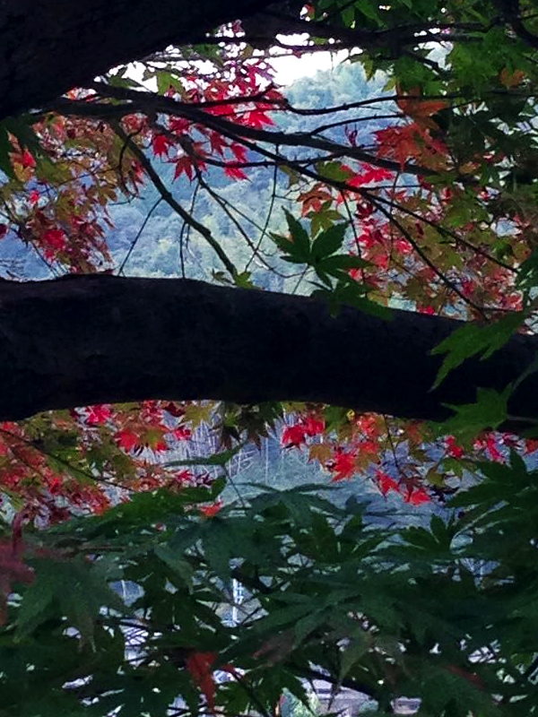 お洒落な紅葉’a