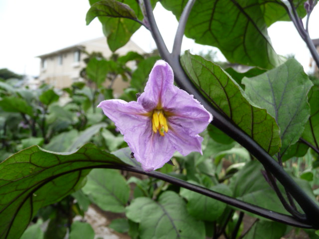 312 ナスの花
