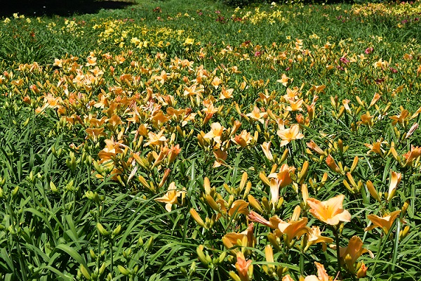ヘメロカリス、ユリの一種
