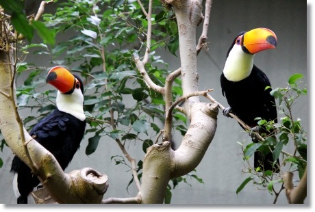 東京旅行-55 オニオオハシ-4 13.10.5