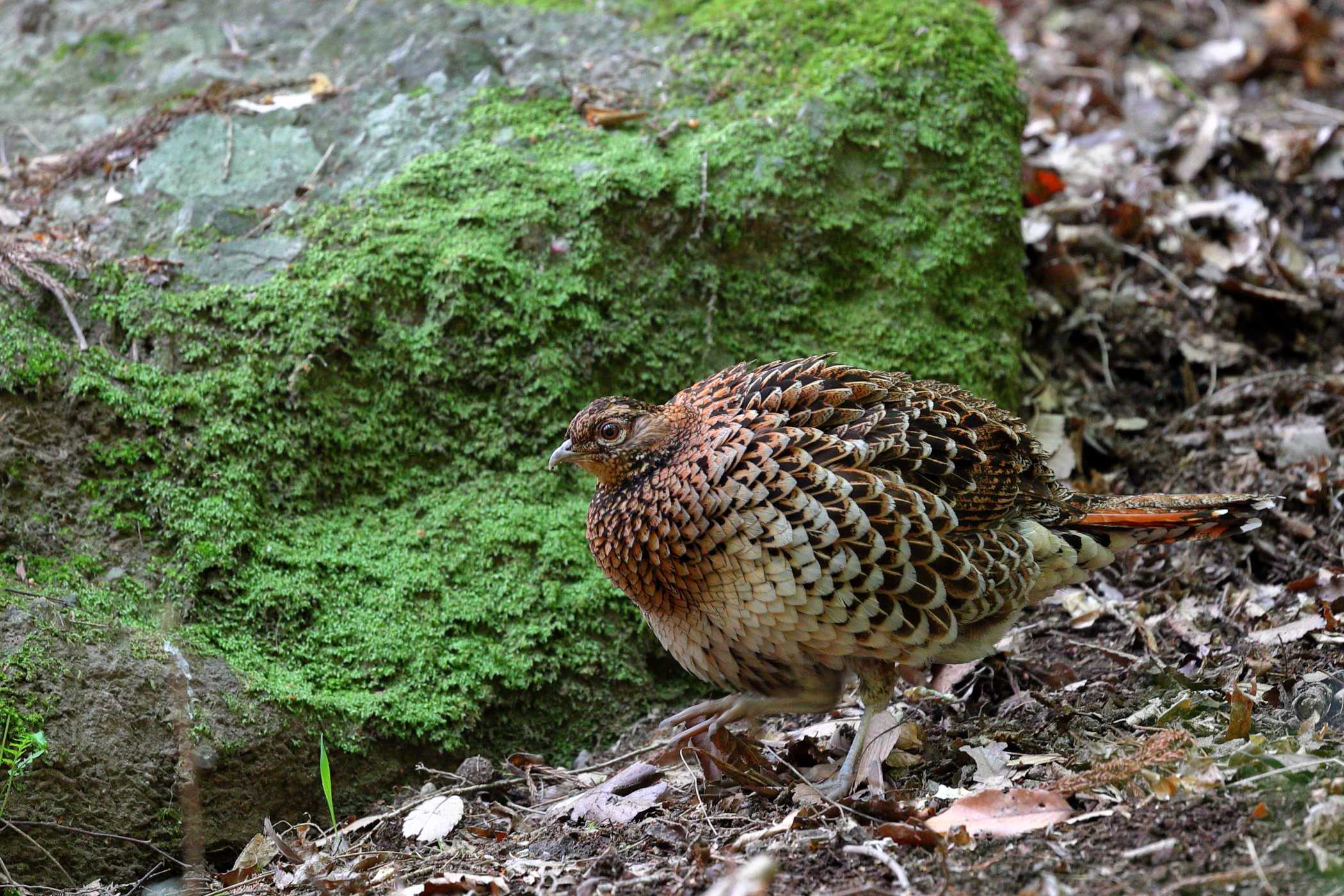 ヤマドリ <リベンジ> | 野鳥ブログ イノセントBIRDER - 楽天ブログ