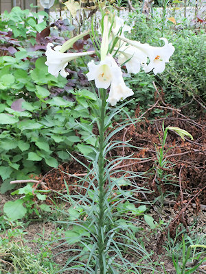 ユリの花