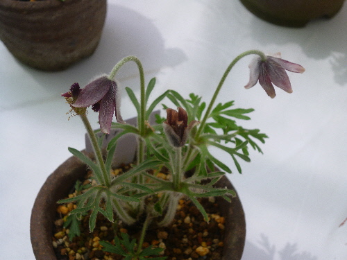 P1100352(1).JPG