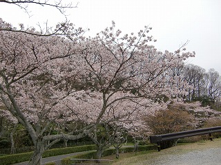 さくら１