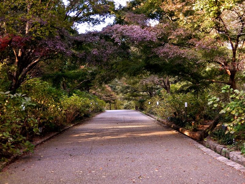 あじさい坂21