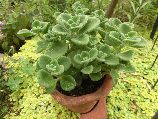 アロマティカス