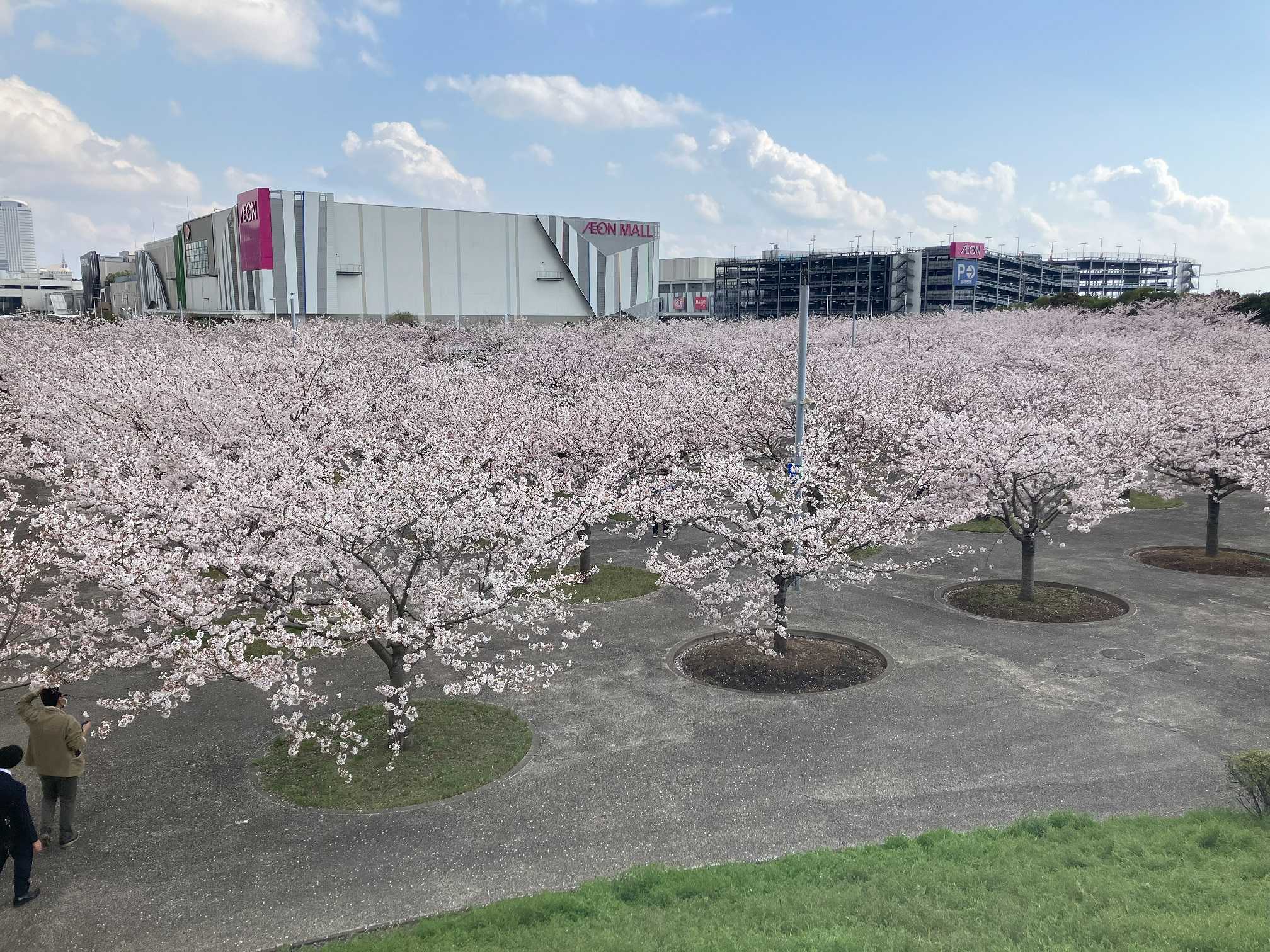 2023年幕張さくら広場お花見