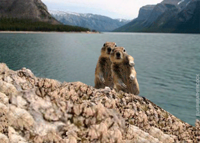 squirrelcrasher4x.gif