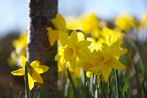 セイヨウスイセン