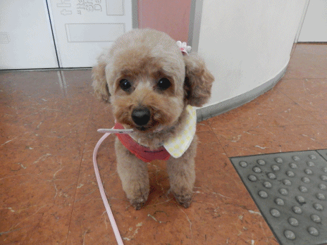 こころアニメ