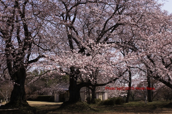光景　sight0413　桜　サクラ　cherry blossom
