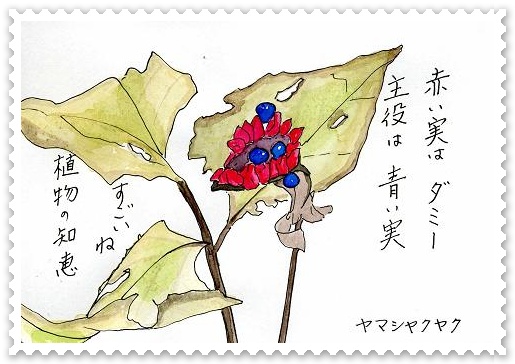 山芍薬