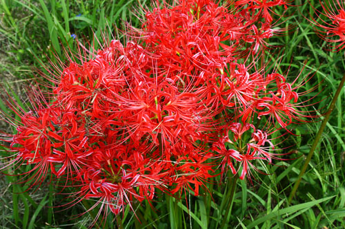 彼岸花　27.9.22-3_edited-1.jpg