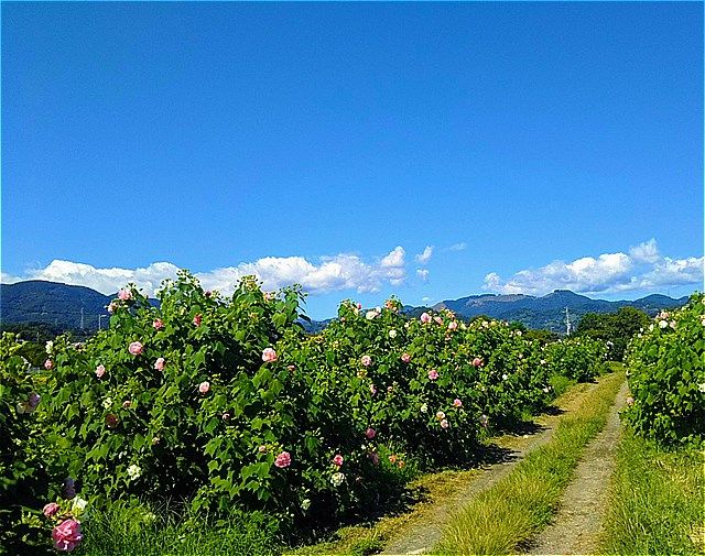 酔芙蓉まつりジョグ 南足柄 酒匂川crスタート点往復 9 95km 足柄山徘徊 楽天ブログ 酔芙蓉まつりジョグ 南足柄 酒匂川crスタート点往復 9 95km 足柄山徘徊 楽天ブログ