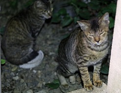 IMG_4131-11.jpg