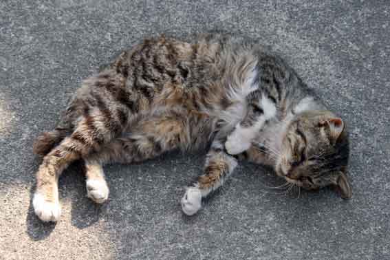 我が家のニャンコ♪2013/5/9-2