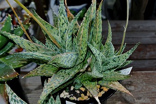 DSC_2465.jpg