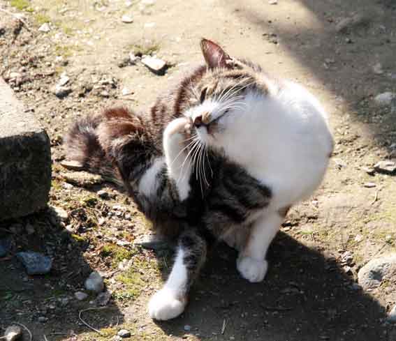 我が家のニャンコ♪2013/1/12-3