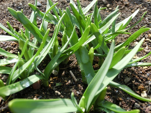水仙ティタティタ