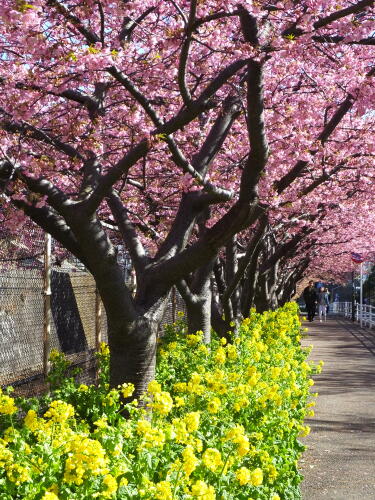 三浦海岸の河津桜