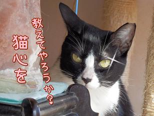 猫心.JPG