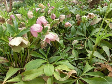 クリスマスローズ