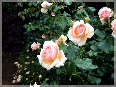 ローズ&グラスガーデン