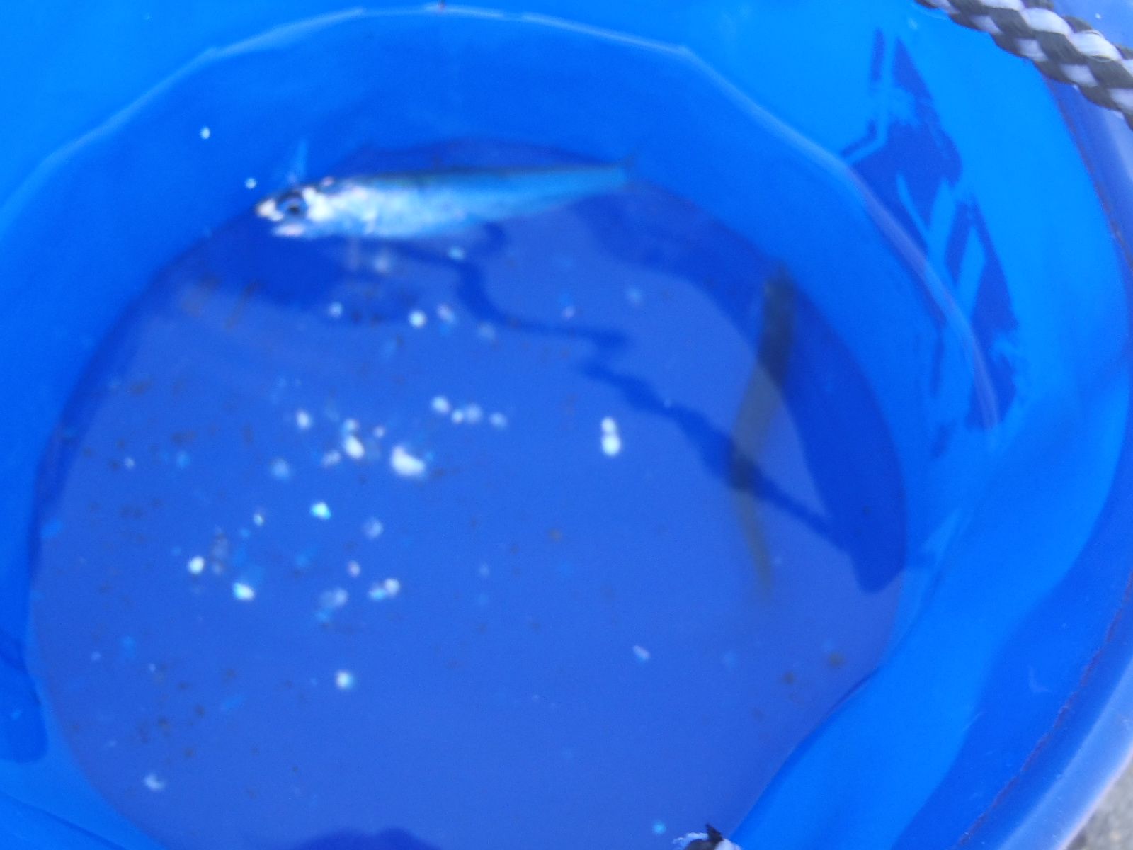 サビキで釣ってみよう 釣り釣りgogo 楽天ブログ