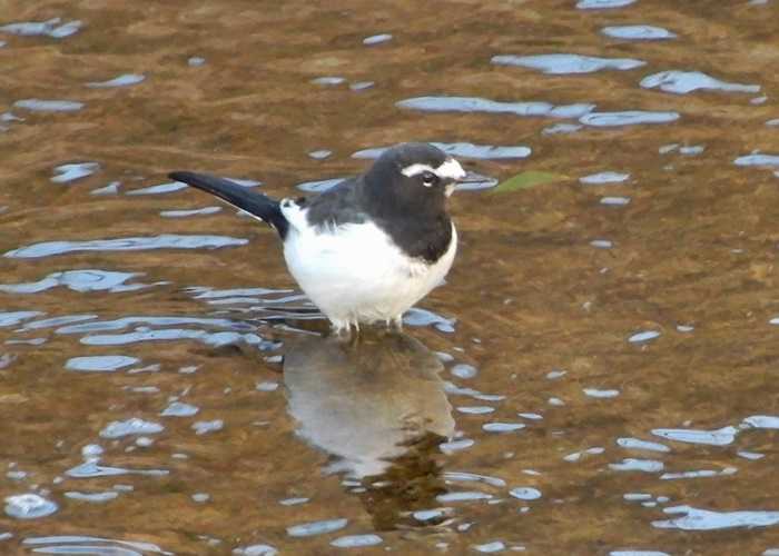 セグロセキレイ4