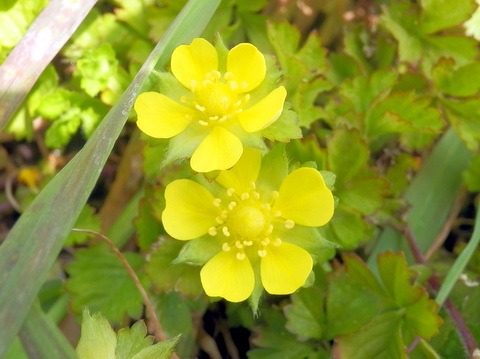 ヘビイチゴの花