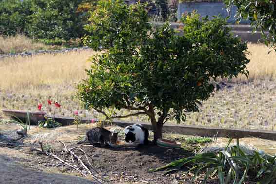 我が家のニャンコ♪2013/12/16-2
