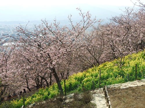 まつだ桜まつり