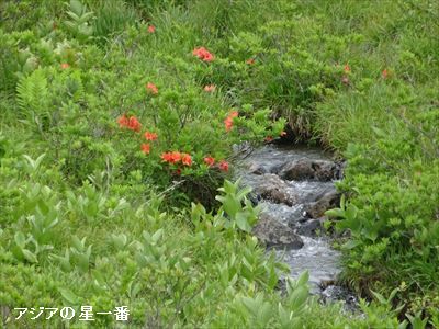 20160702 霧ヶ峰湿原3
