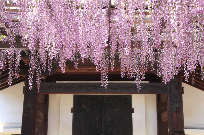 葛井寺の藤_006.jpg