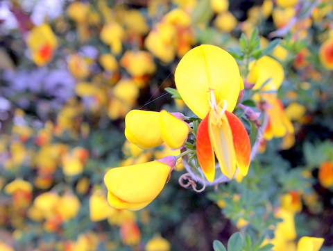 エニシダの花