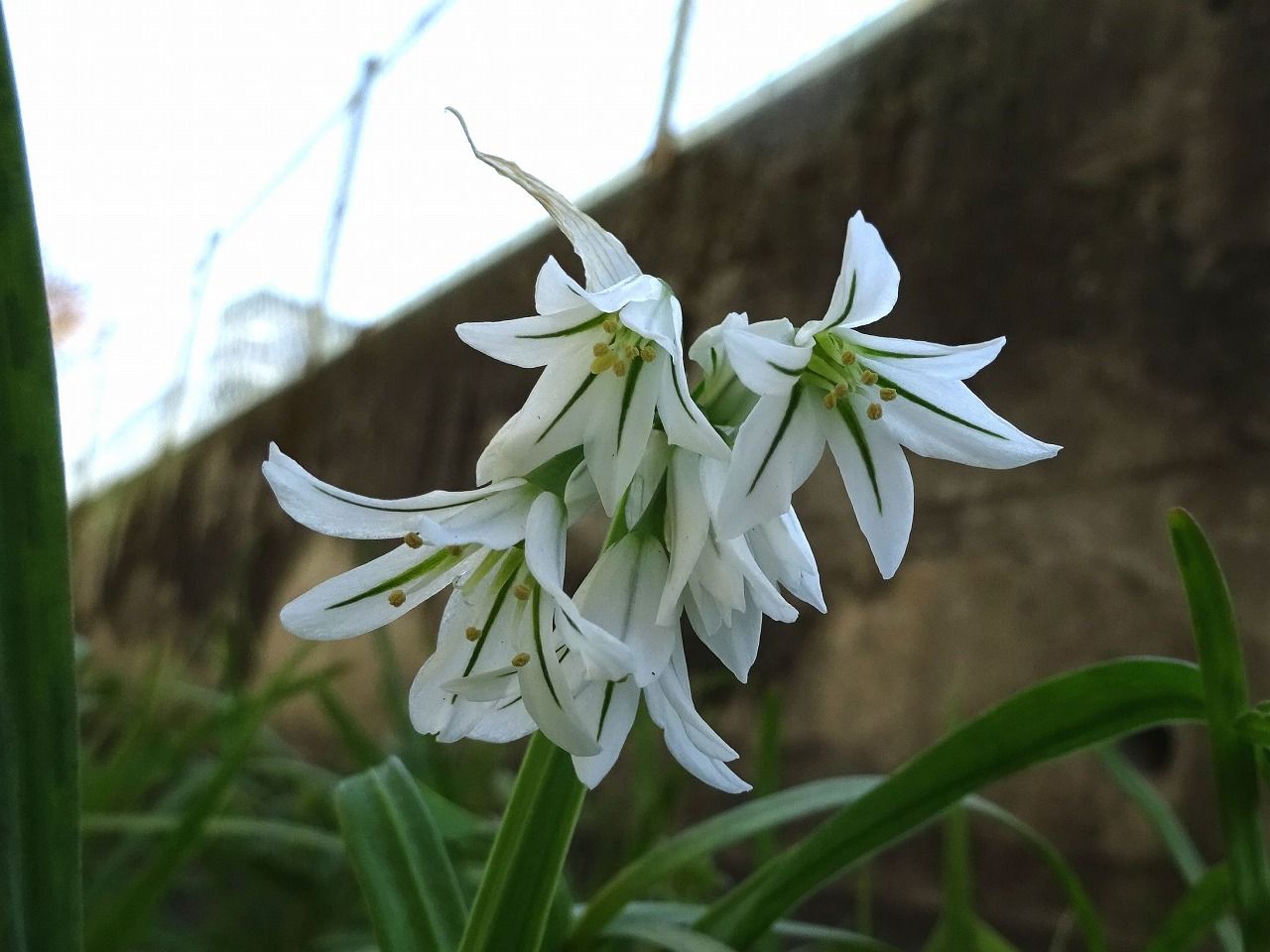 3月27日 今日の一花 ミツカドネギ 三角葱 Gazengamaのブログ 散歩中に出合った花と趣味の陶芸作品 楽天ブログ