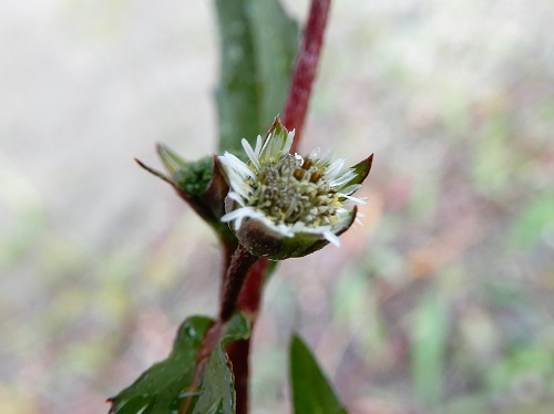 タカサブロウ (2).JPG