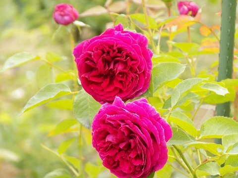 DSCN4268.JPG