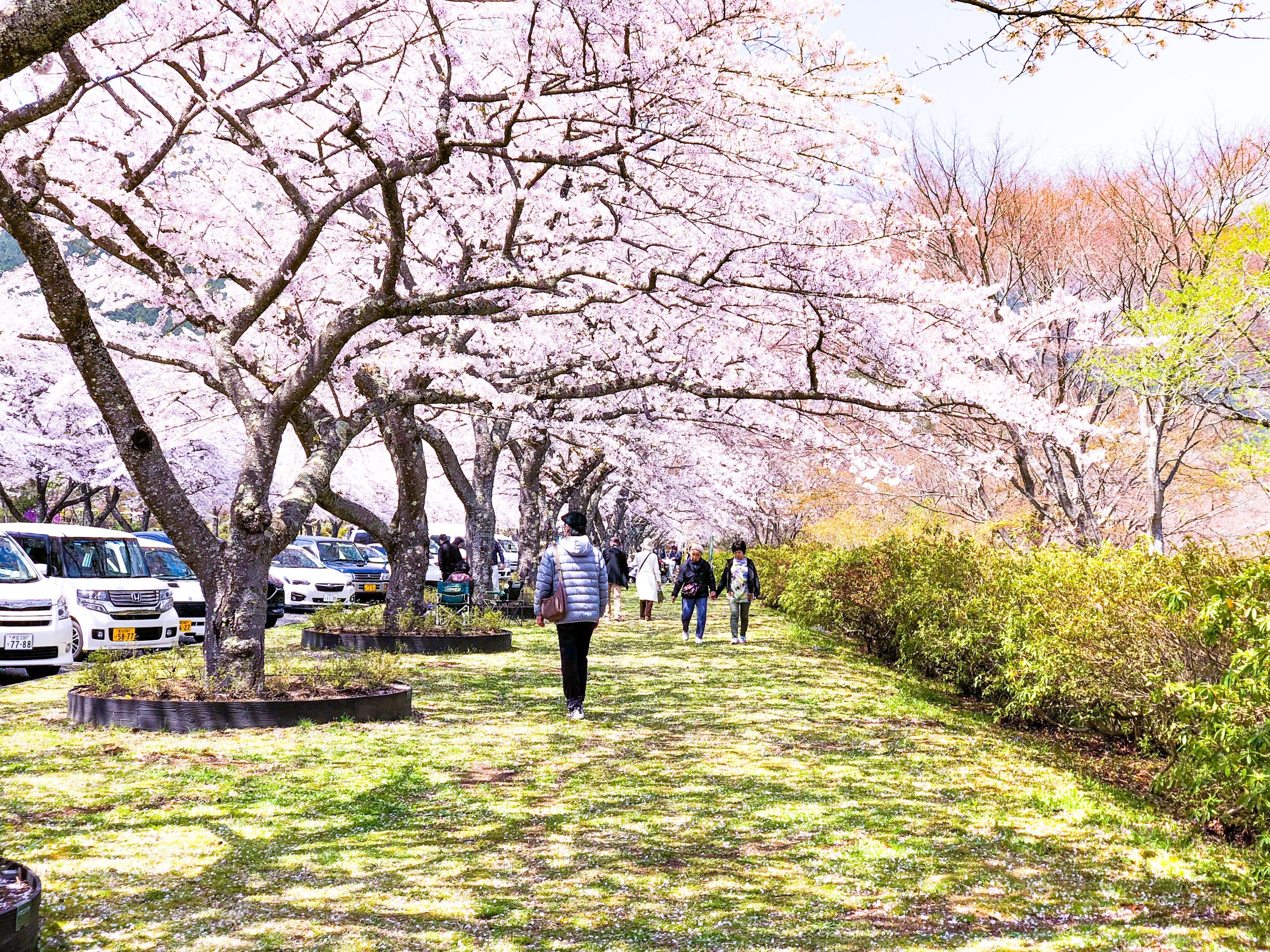 富士霊園の桜 えるざの英国日記アネックス 楽天ブログ