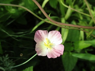 IMG_5055ss.jpg