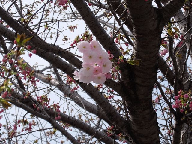 サクラ1618.jpg