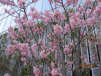 七分咲き？の桜2.jpg