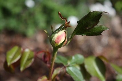 ボレロの蕾が膨らんで 今年の開花は早いか遅いか スローライフに憧れて 薔薇や野菜を育てながら 楽天ブログ
