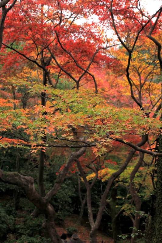 常寂光寺_007.jpg