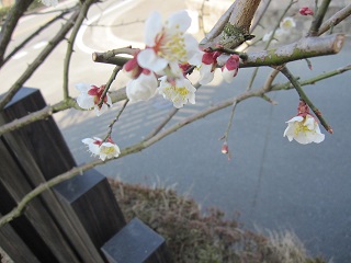 ume